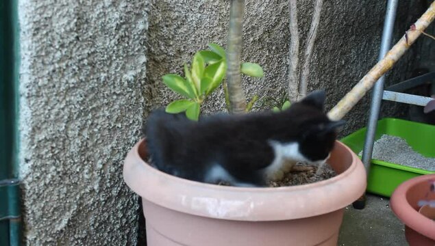 Un gato jugando sobre una maceta 