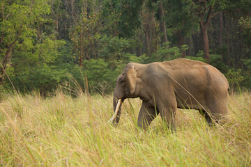 Fototapeta premium Asiatic elephants, Jim Corbett National Park