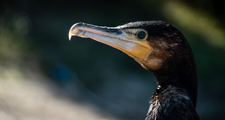 Great cormorant (Phalacrocorax carbo) portrait, close-up