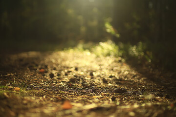 sun rays in coniferous forest, abstract landscape summer forest, beautiful wilderness nature