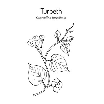 Turpeth operculina turpethum , or fue vao, St. Thomas lidpod, medicinal plant