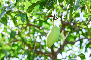 Barracuda Mango On the tree in the garden, Fresh green barracuda mango and leaves, Fresh green barracuda mango background on the tree, Tropical fruits in Thailand