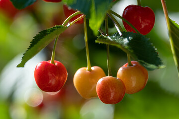 Bigarreau Cherries on a Tree