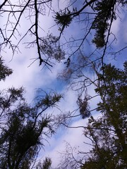 Black silhouettes of tree branches on a background of blue sky.