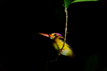 Rufous-backed kingfisher (Ceyx erithaca) sitting on a branch in the jungle next to Kinabatang river during night. Colourful Bird with yellow belly. 