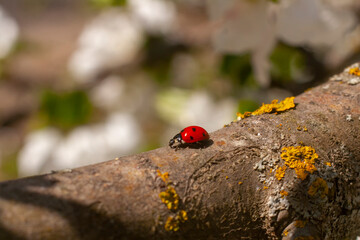 Coccinellidae close up. Ladybug on a branch of a blossoming apple tree