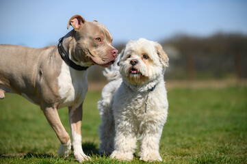 Süße Hunde auf der Wiese