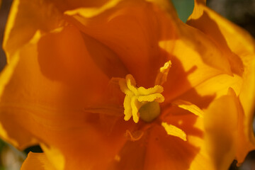 Pestle and stamen of an yellow tulip. Tulip close-up. Background in yellow colors.