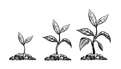 Sprout in the ground. growth stages. Vector outline