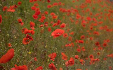 Obraz premium Blooming red poppies and sunny summer meadow