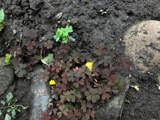 brown grass in the garden macro
