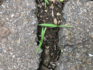 piece of soil between asphalt with grass