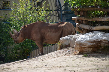 A Black rhinoceros in the zoo