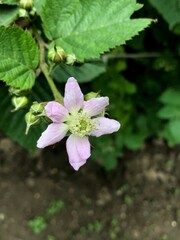 blooming blackberry flower on a branch