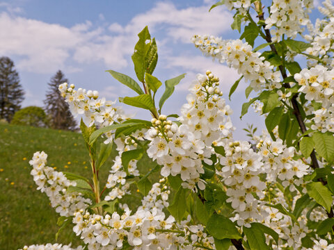 Bl&uuml;ten der Traubenkirsche im Fr&uuml;hjahr