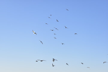 flock of birds