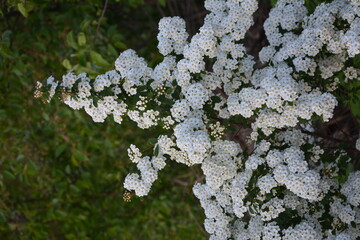 Spring - a flowering white meadowsweet. White small flowers (Thunbergs meadowsweet).