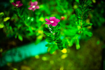 red flowers on green background