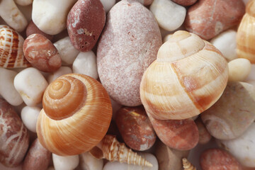 Seashells on the beach close-up, vacation memories. Background for postcards, summer concept.