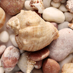 Seashells on the beach close-up, vacation memories. Background for postcards, summer concept.