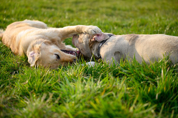 Spielende Hunde