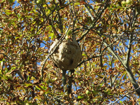 nid de frelons asiatiques C