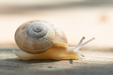 A brown garden snail on a wooden background