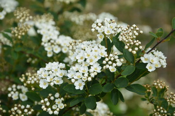 Spring - a flowering white meadowsweet. White small flowers (Thunbergs meadowsweet).