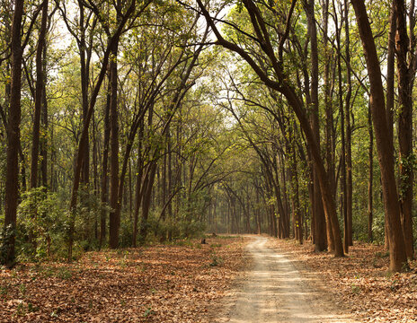 A way through the dense forest of Jim Corbett