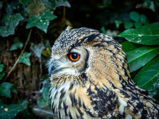 Owl portrait with orange eyes
