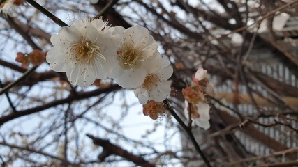 cotton buds in spring