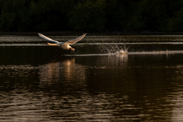 Mute swan flying on Harthill reservoir, Sheffield, U.K.