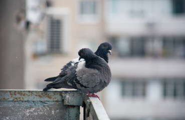 City pigeon sits on a fence in the street