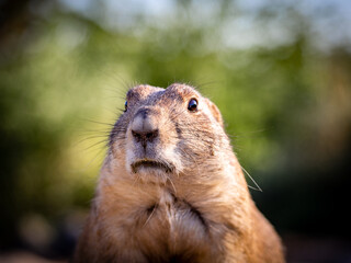 Standing prairie dog face portrait