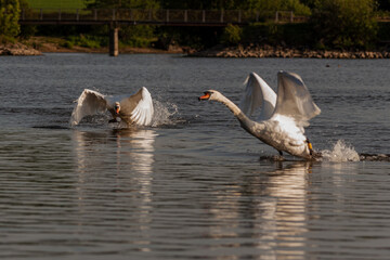 Mute swans being aggressive on Harthill reservoir, Sheffield, U.K.