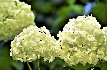 花　あじさい　植物　自然　屋外晴天
真上の光　白色花弁　清潔感　純白　爽やかさ
６月の花