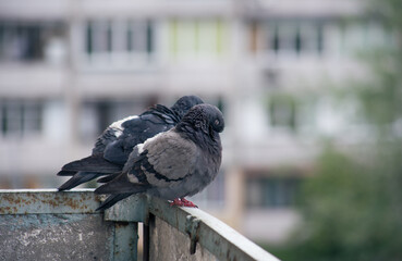 City pigeon sits on a fence in the street