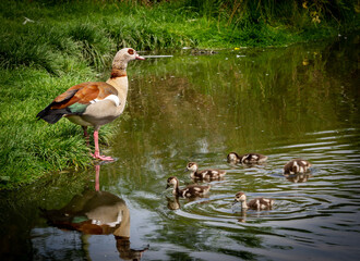 Egyptian goose with little chicks