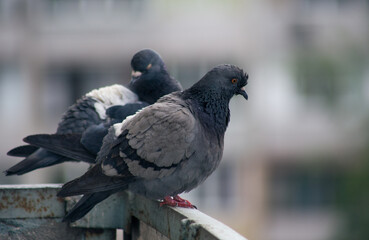 City pigeon sits on a fence in the street