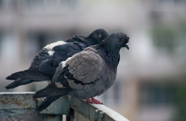 City pigeon sits on a fence in the street