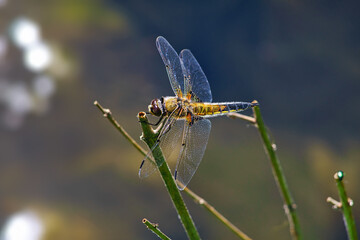 dragonfly on a branch