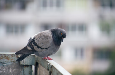 City pigeon sits on a fence in the street