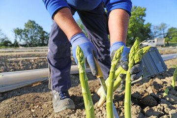 Landwirtschaftliche Spargelernte: Arbeiter ernten Grünspargel