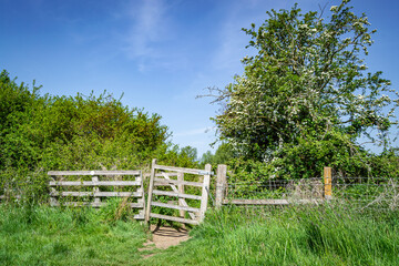 wooden fence on a green meadow