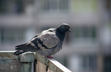 City pigeon sits on a fence in the street