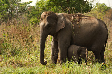 Obraz premium Mother elephant safe guarding her calf, Jim Corbett National Park