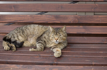 cute and beautiful big tabby cat resting on a street bench