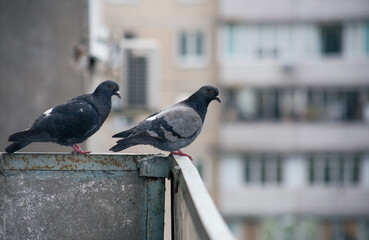 City pigeon sits on a fence in the street