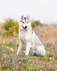 A grey and white Siberian Husky female is sitting in a field in a grass. She has brown eyes and looks forward. There is a lot of greenery, grass, and yellow flowers around her. The sky is grey.