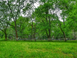 trees in the park